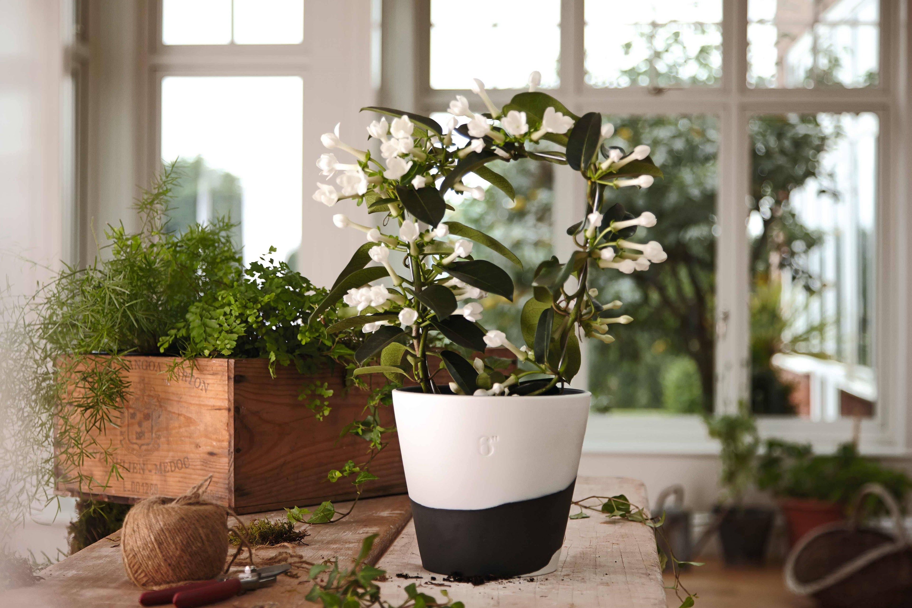 Wedgwood Burlington 6x22 Pot, Black u0026 White